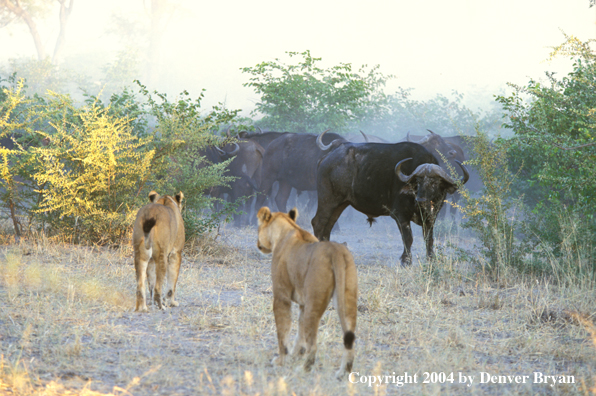 Female African lions hunting cape buffalo.