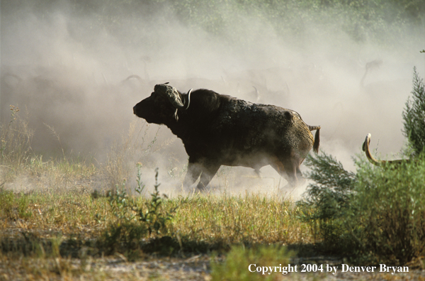 Female African lion hunting cape buffalo.