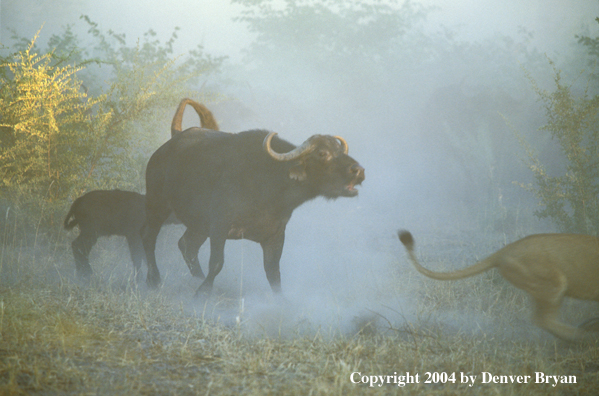 Female African lions hunting cape buffalo.