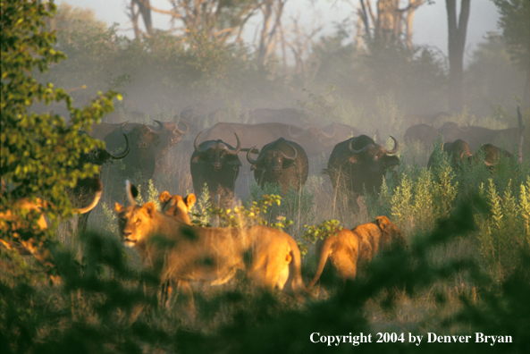 Female African lions hunting cape buffalo.