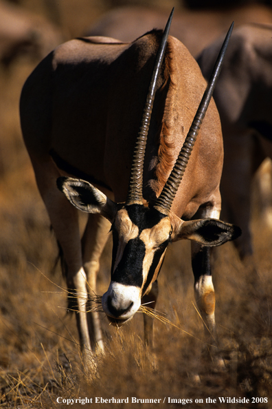 Oryx in habitat