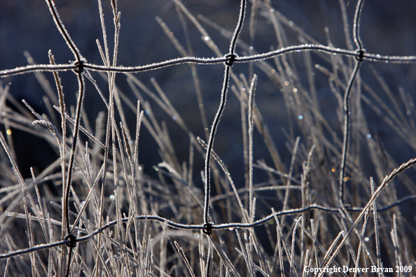 Frost covered fence and vegetation.