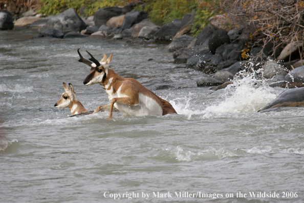 Pronghorn Antelope forging through water