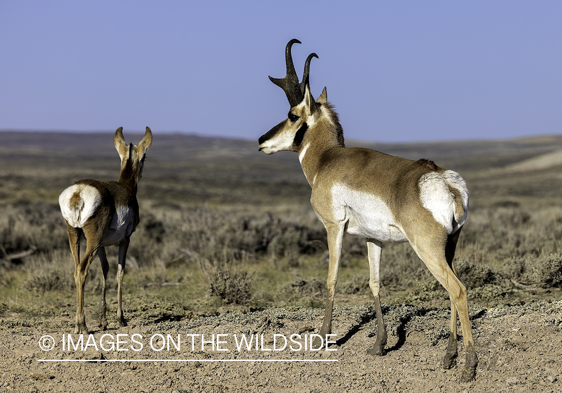 Pronghorn chasing female.