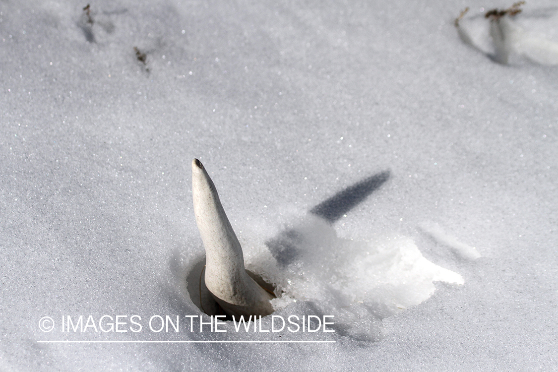 Shed sticking out of the snow.