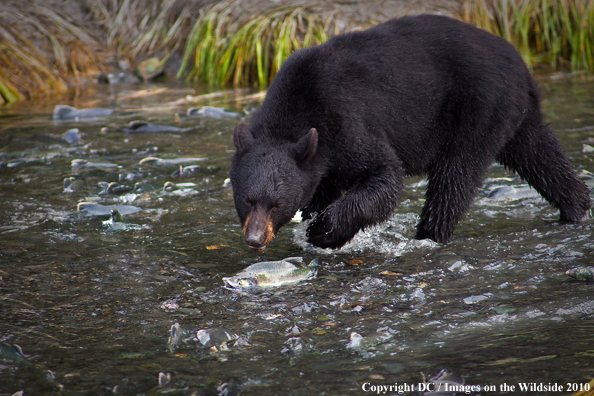 Black bear catching salmon in Alaska. 