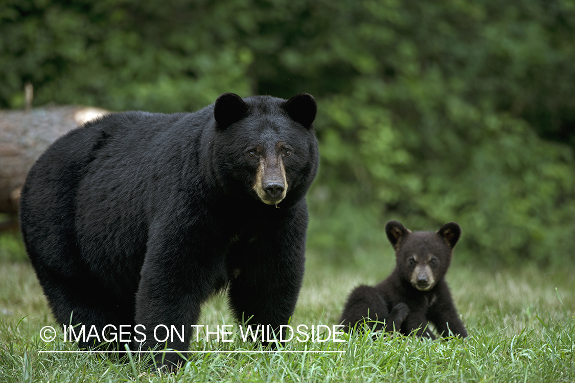 Black Bear sow with cub in habitat.