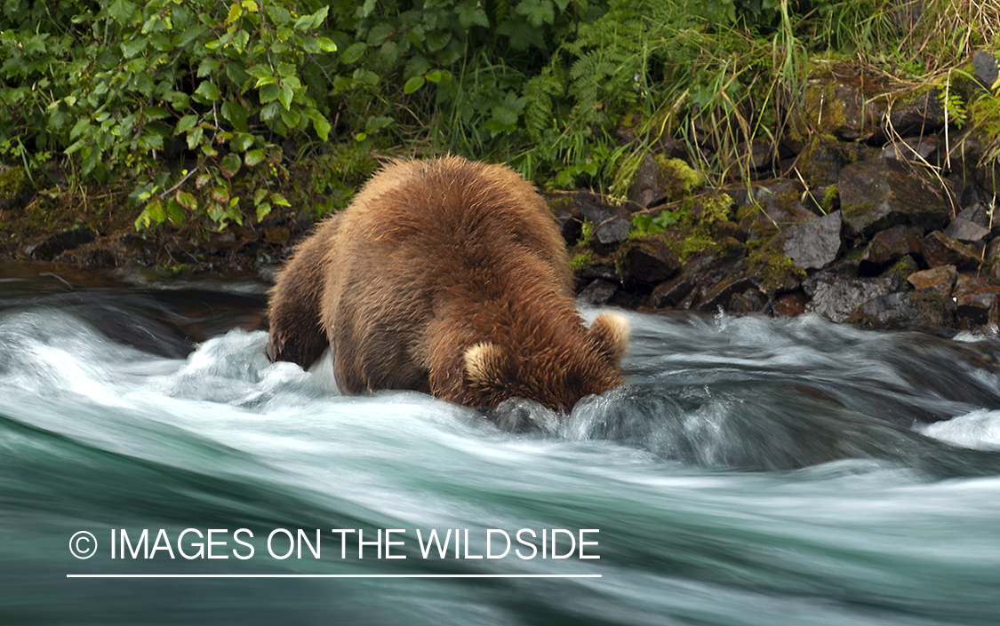 Grizzly bear fishing in river. 