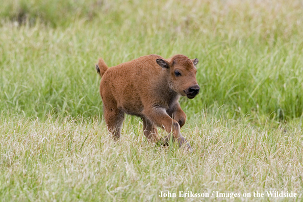 American Bison calf running in habitat.