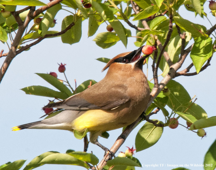 Cedar Waxwing in habitat.