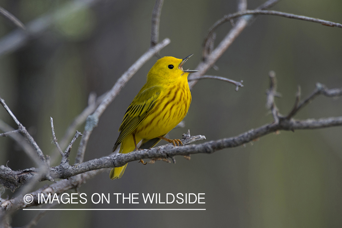 Yellow Warbler singing.