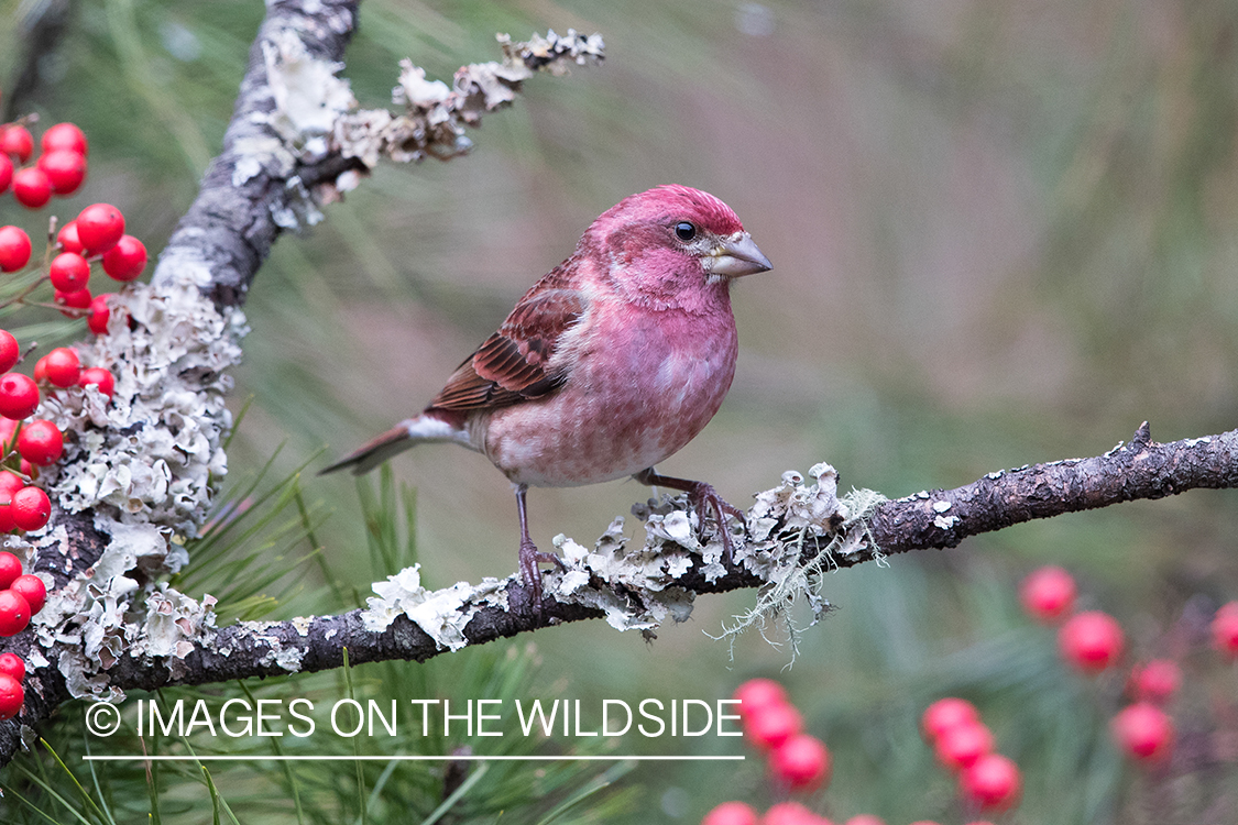 Purple Finch on branch.