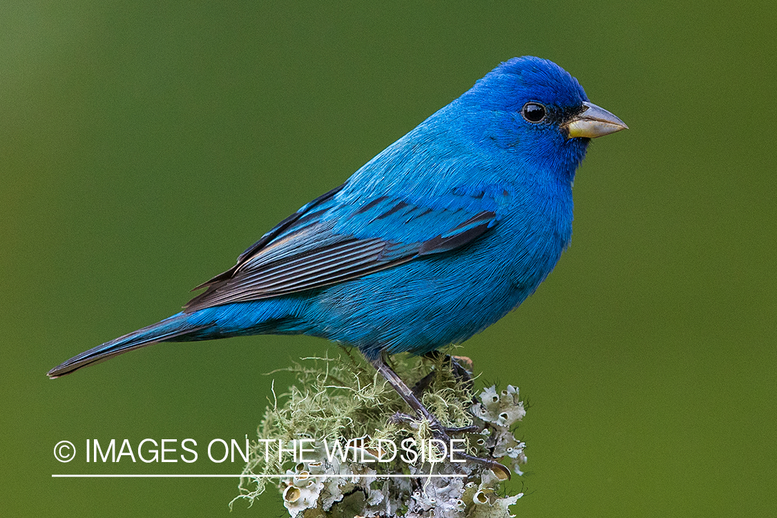 Indigo bunting on branch.