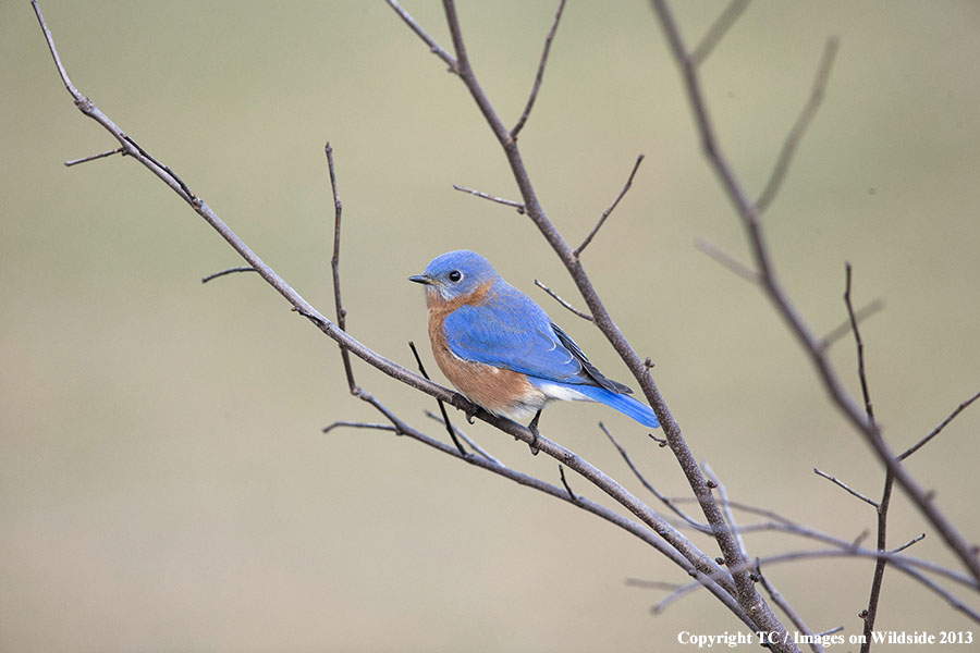 Eastern Bluebird in habitat.