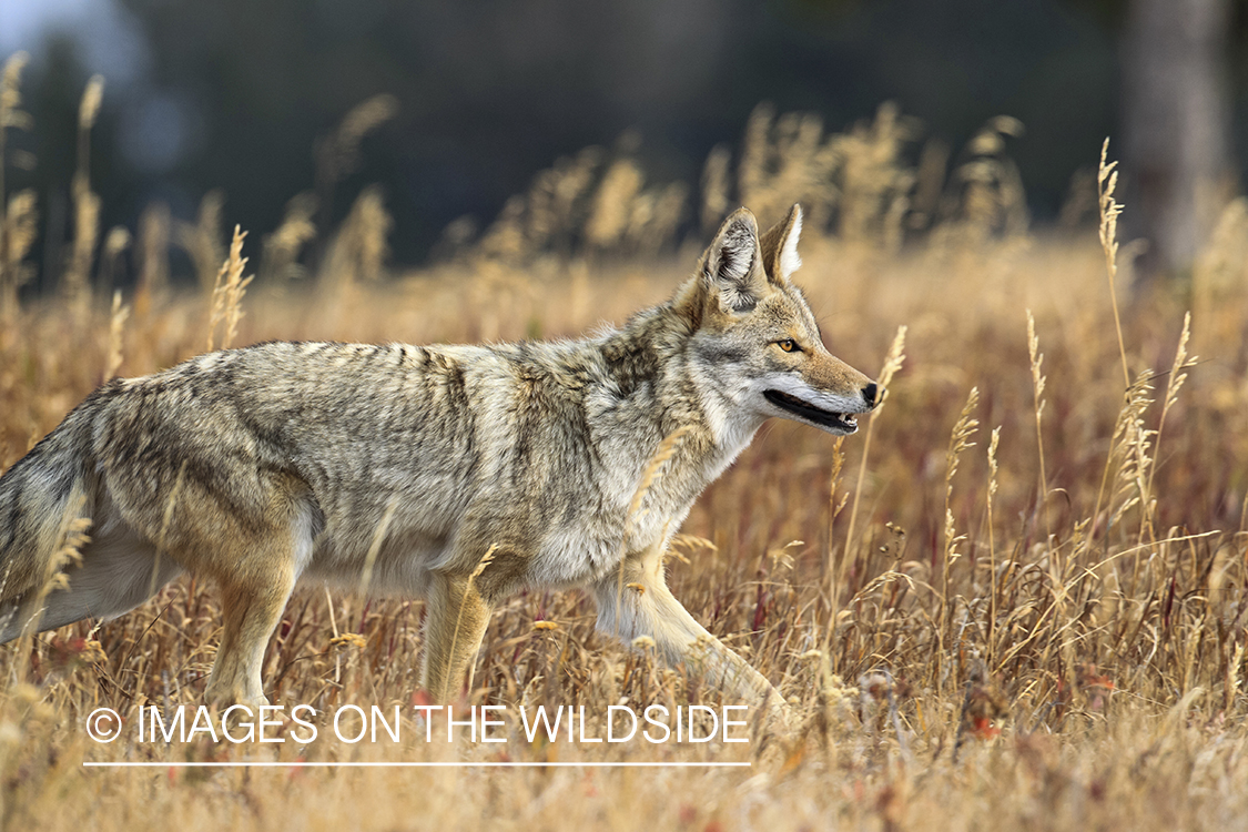 Coyote in habitat.