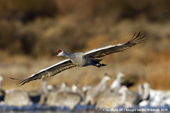 Sandhill crane in flight.