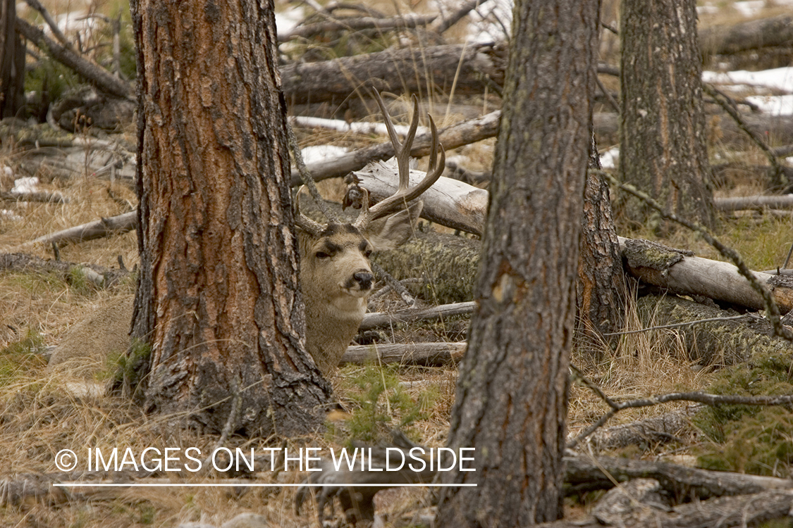 Mule deer buck bedded in forest.