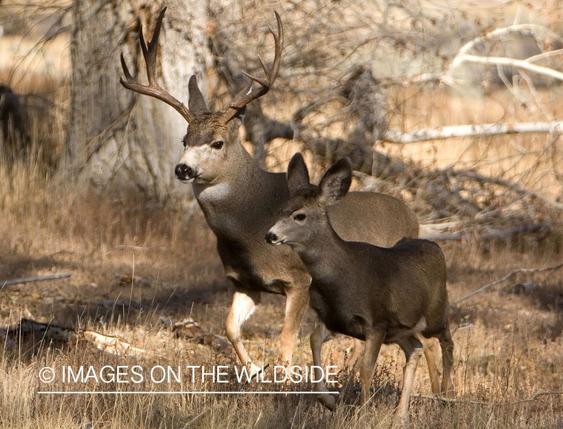 Mule deer buck chasing doe during rut.  