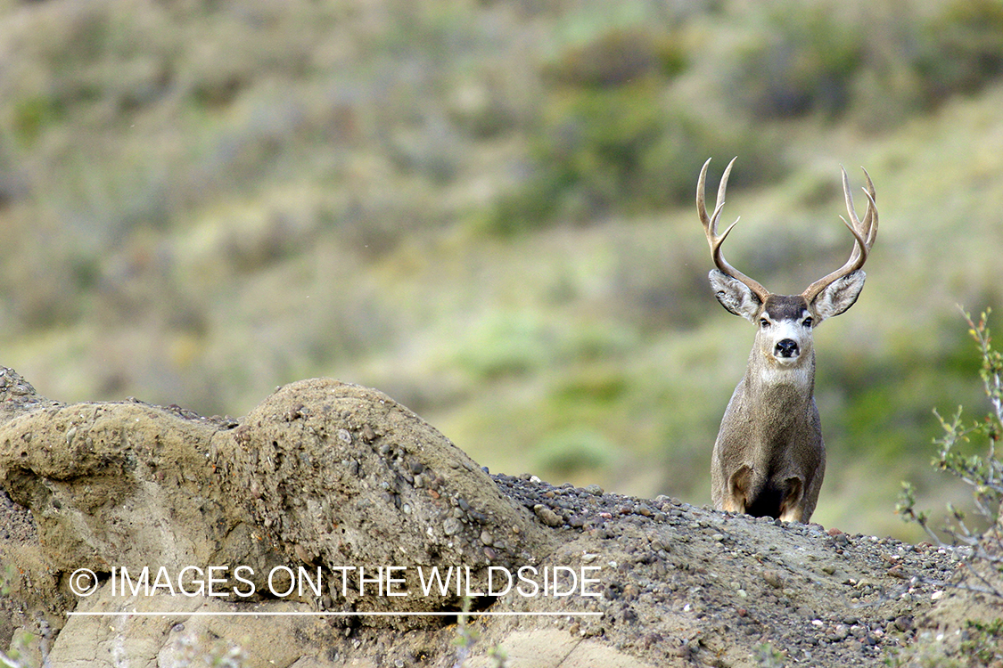 Mule deer buck in habitat. 