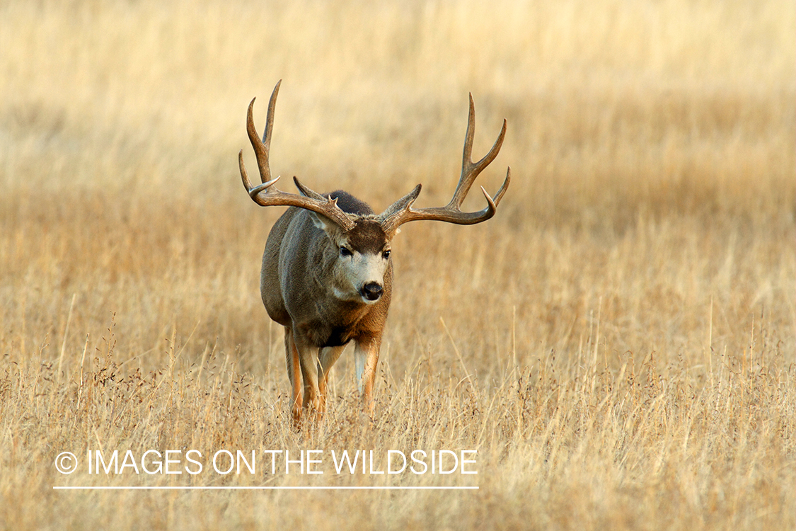 Mule deer buck in habitat. 