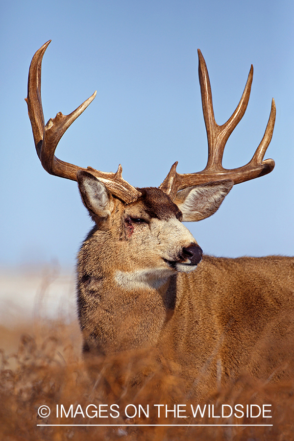 Mule deer buck with injury from the rut.