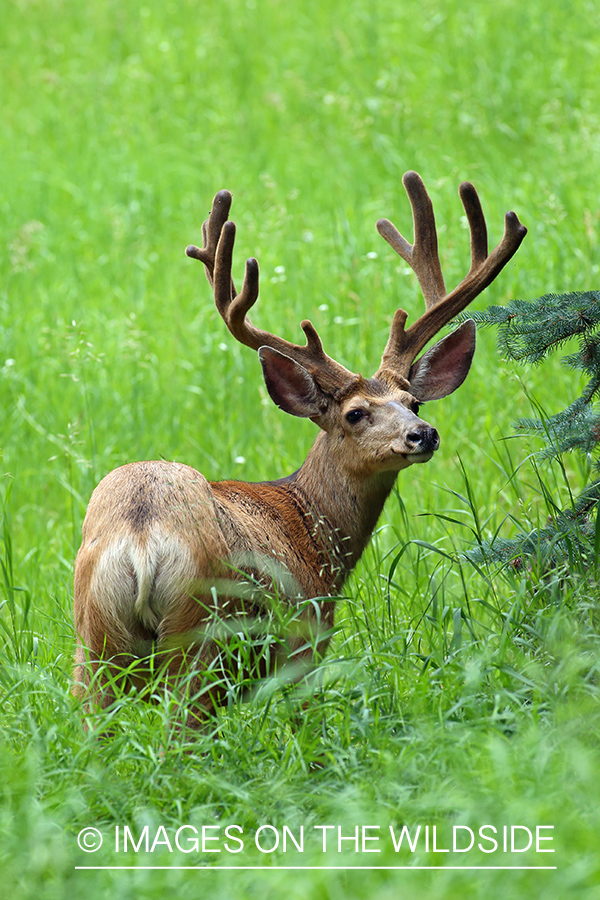 Mule deer buck in velvet.