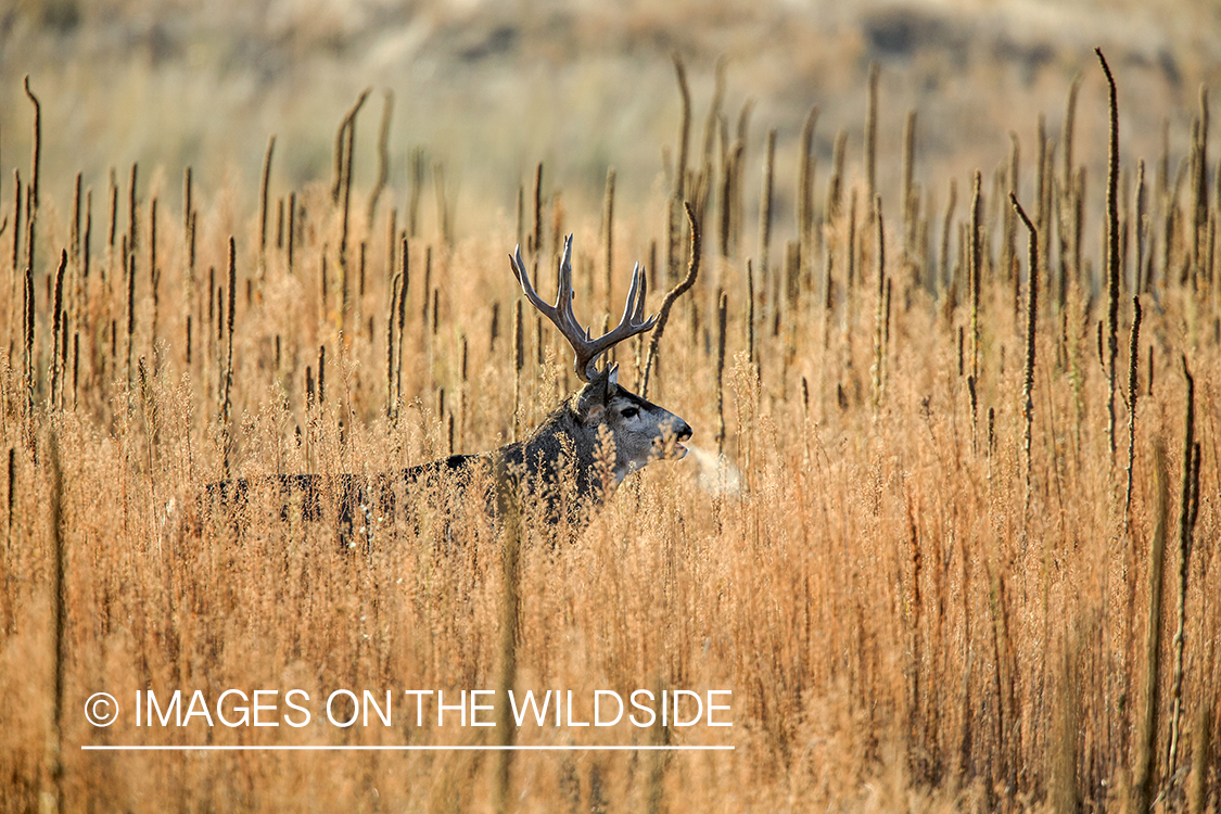 White-tailed buck in field in late fall.