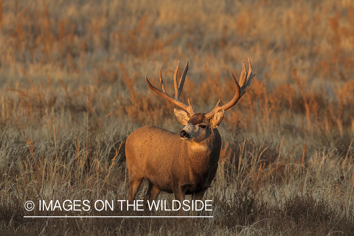 Mule deer buck in rut.