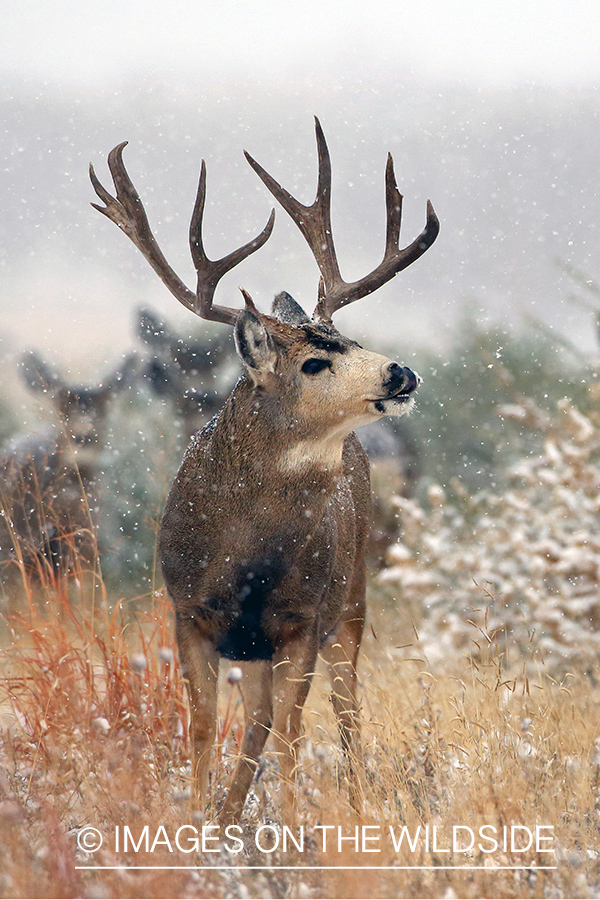 Mule deer buck in field.