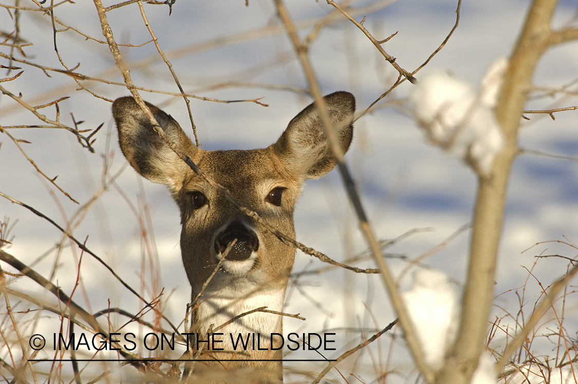 Whitetail Doe