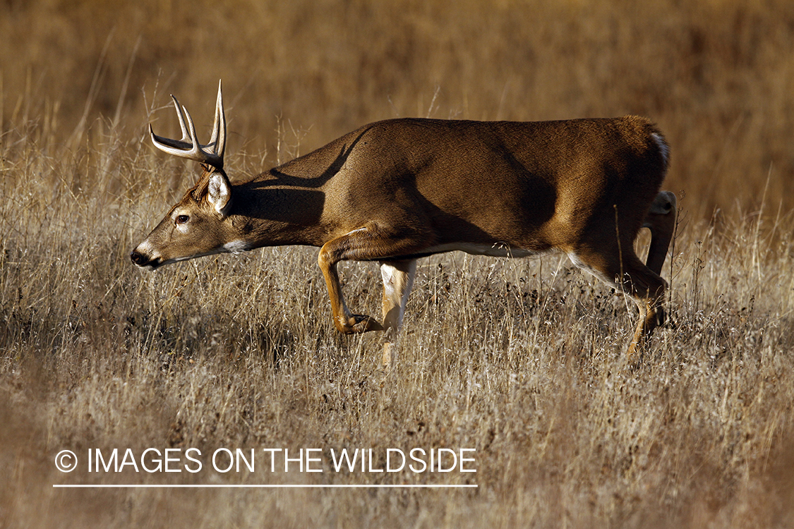 Whitetail Buck in Rut