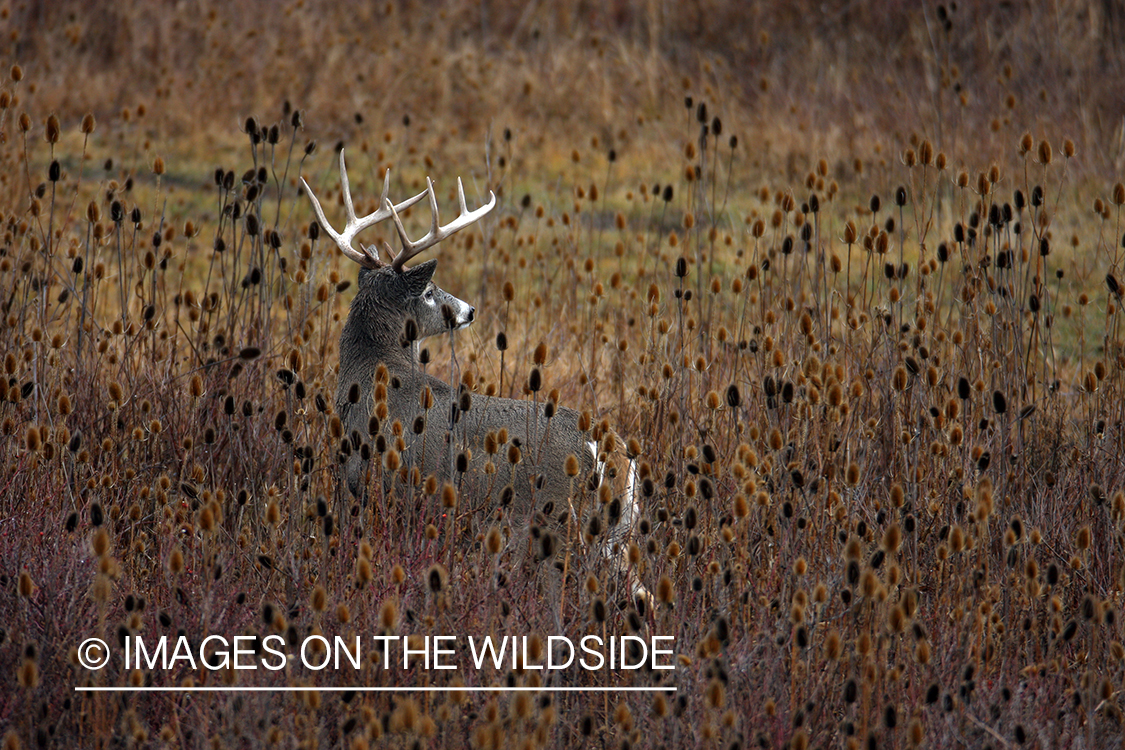 Whitetail Buck in Field