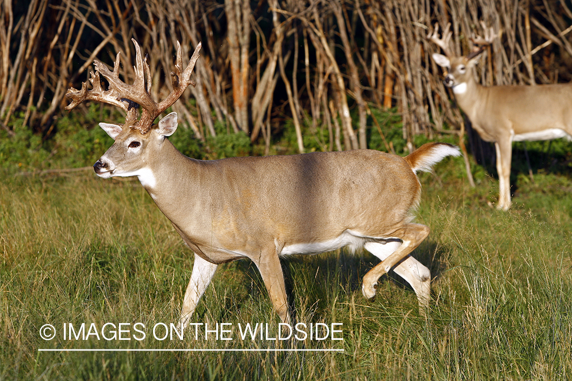 Whitetail buck in habitat