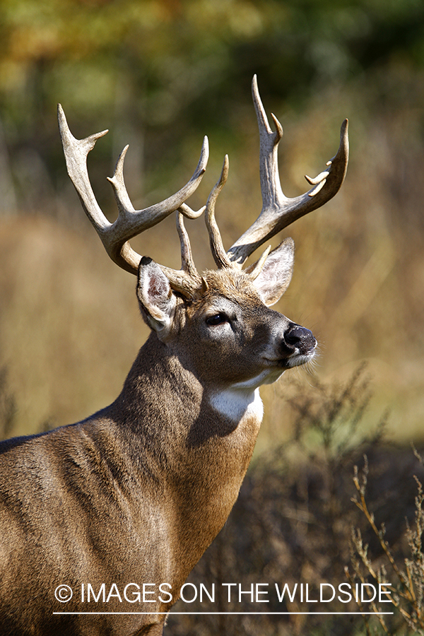 Whitetail buck in habitat