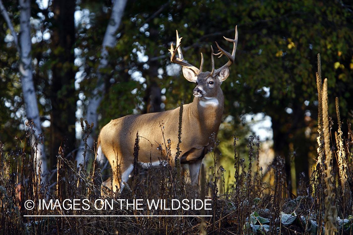 Whitetail buck in habitat