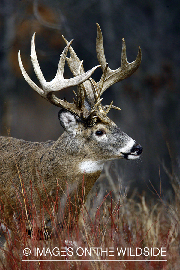 Whitetail buck in habitat.