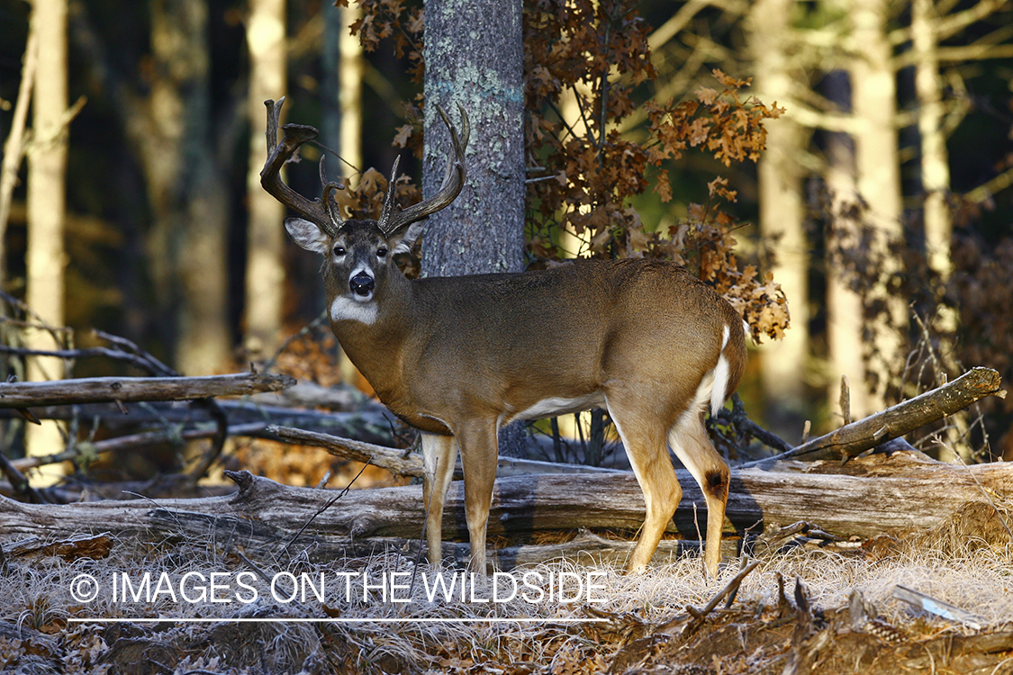 Whitetail buck in habitat.