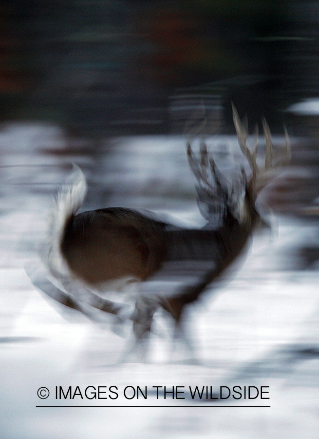 White-tailed buck in habitat.