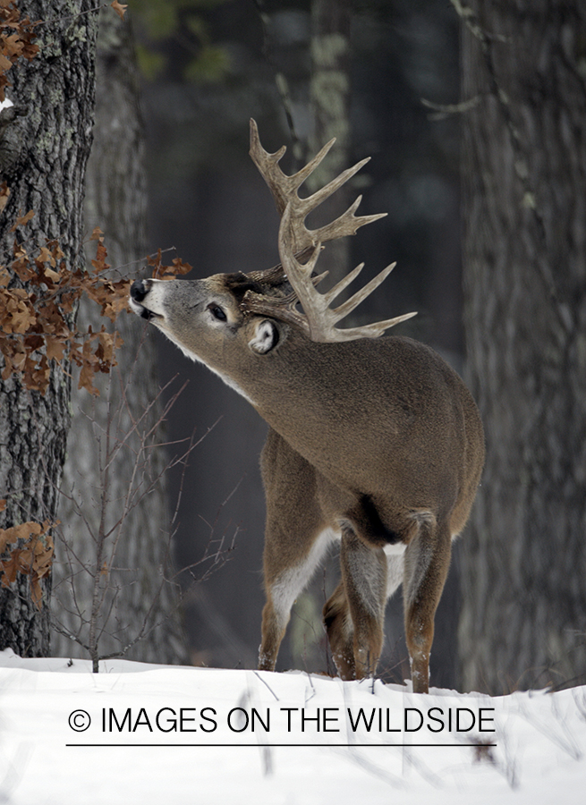 Whitetail in habitat