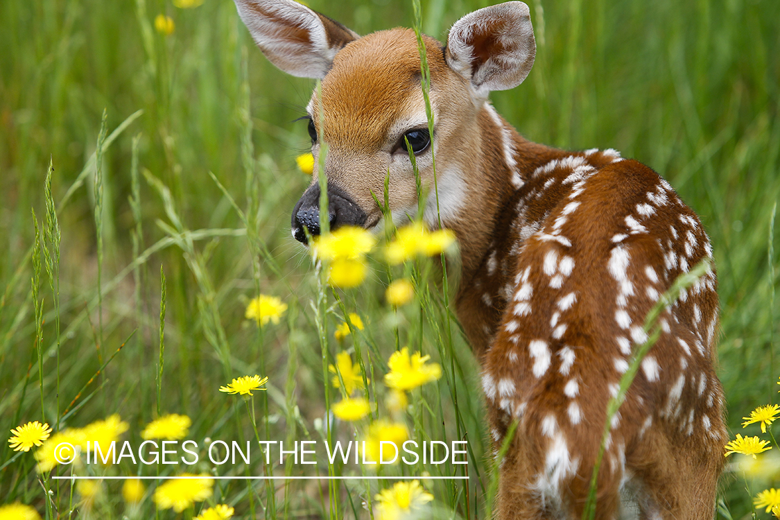 White-tailed Deer Fawns