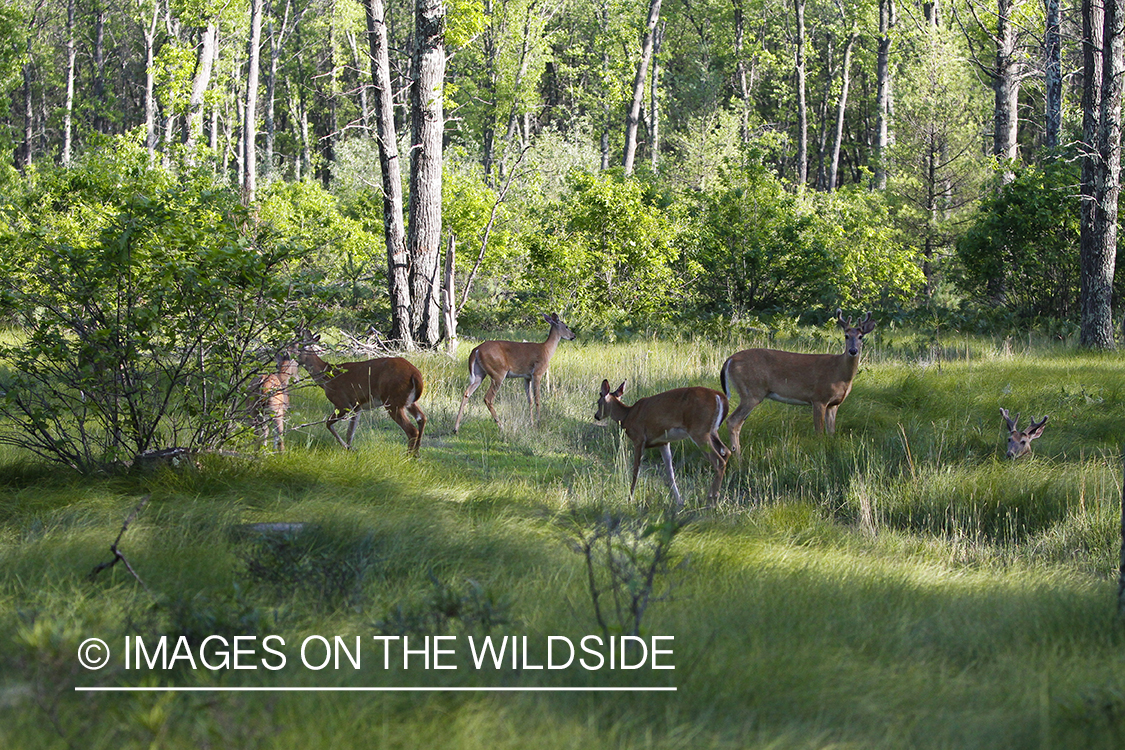 Whie-tailed deer apple creek