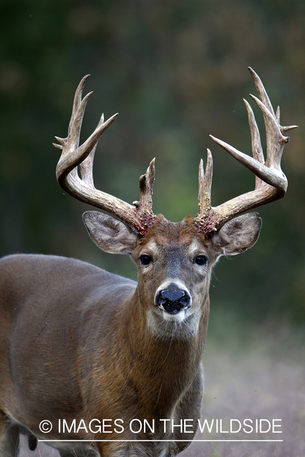 White-tailed buck in habitat