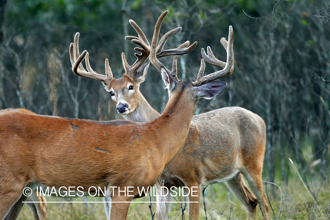 White-tailed bucks fighting