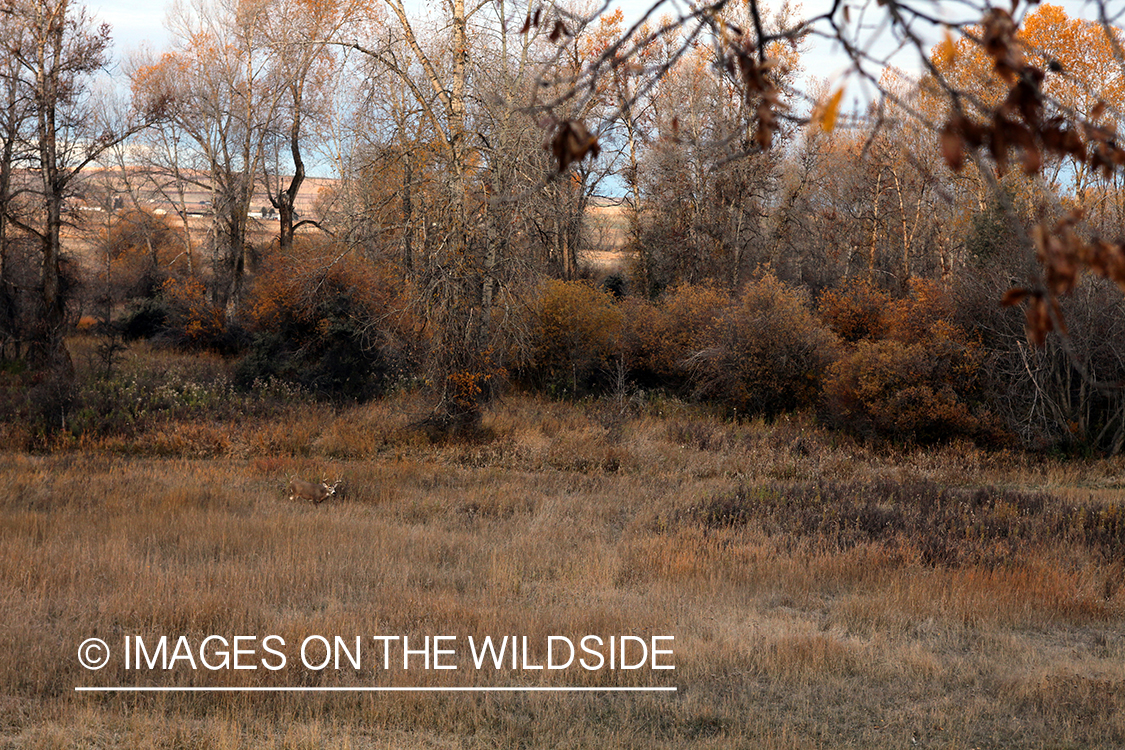 White-tailed deer hunter with white-tailed buck in sites.