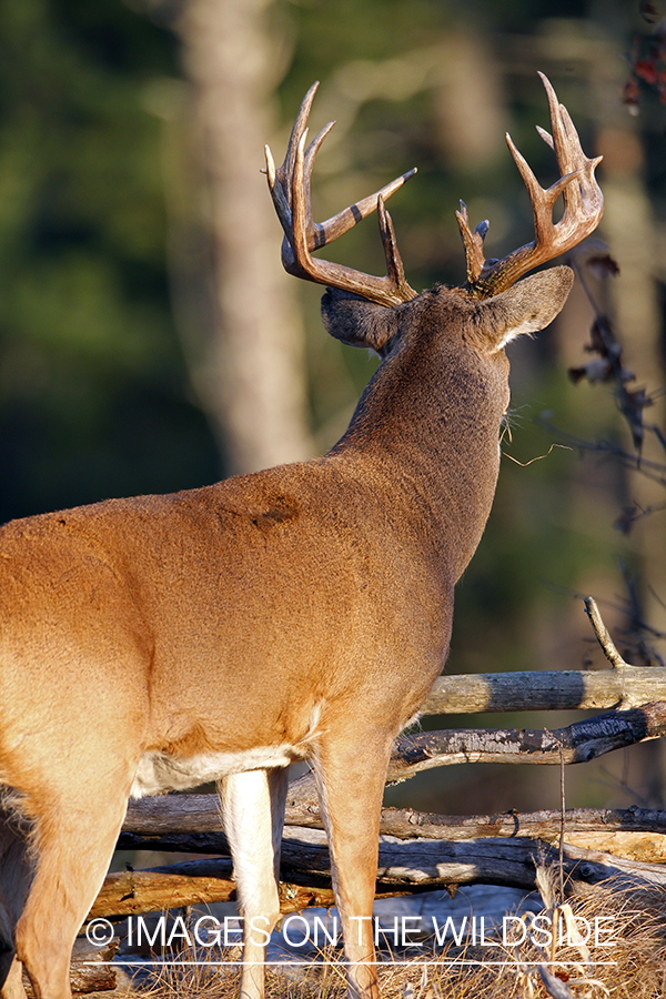 White-tailed buck in habitat. 