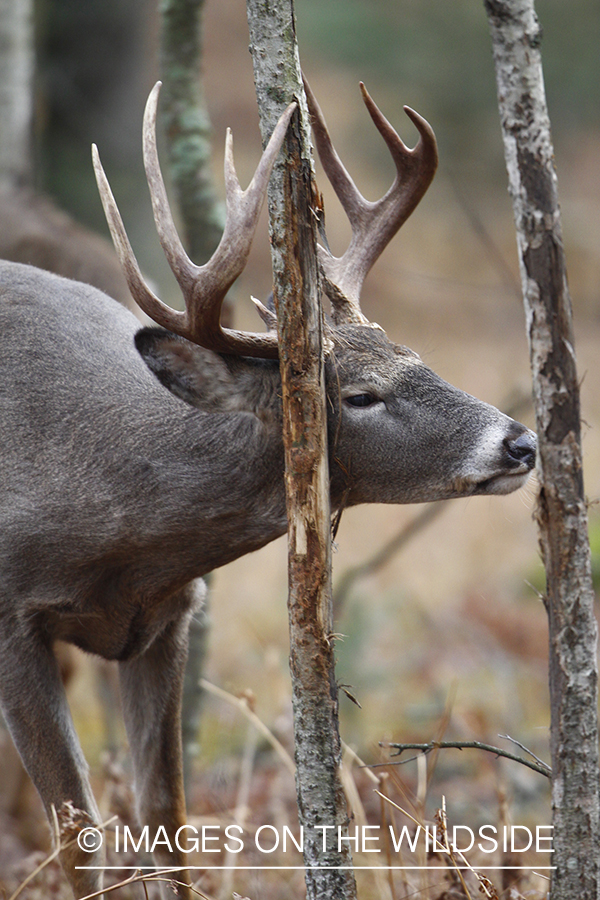 White-tailed buck rubbing tree. 