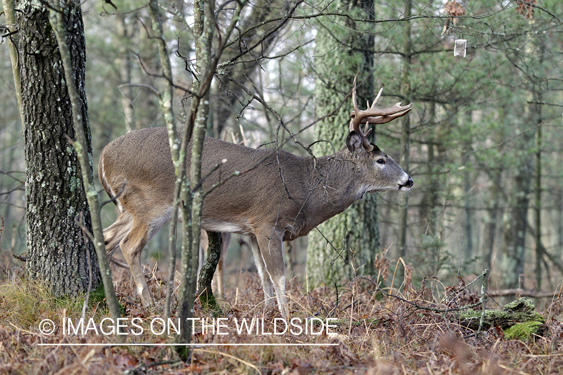 White-tailed buck in habitat. 