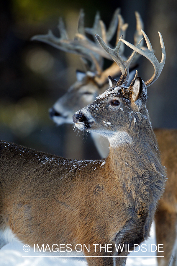 White-tailed bucks in habitat. *