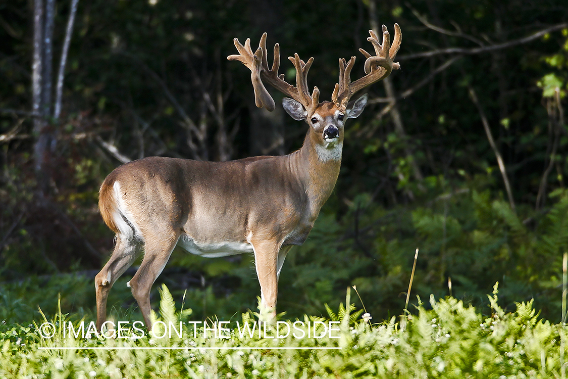 White-tailed deer in velvet in habitat. 