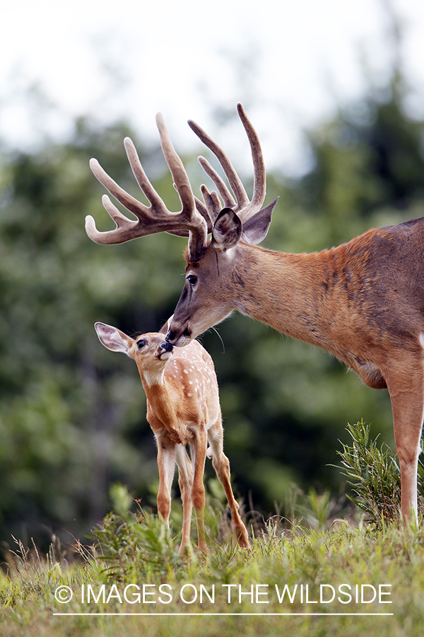 White-tailed buck with fawn. 